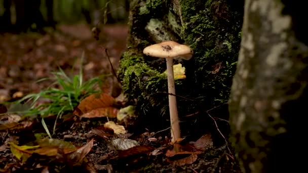 Zeitlupenvideo Weißer Langer Pilz Wächst Wald Unter Einem Baum Qualität — Stockvideo