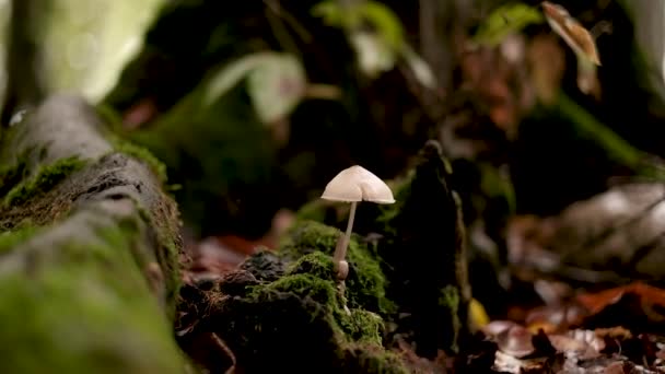 Őszi Porcini Gomba Egy Zöld Erdőben Egy Alatt Minőségben — Stock videók