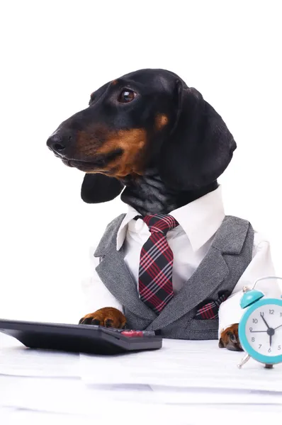 Perro de negocios — Foto de Stock