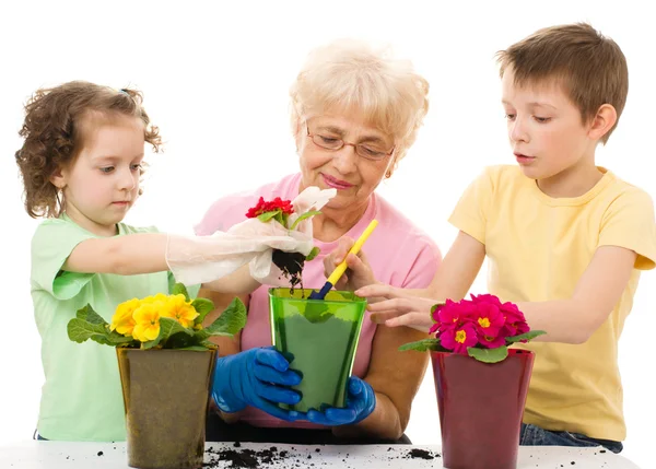 Gardening, planting concepts — Stock Photo, Image