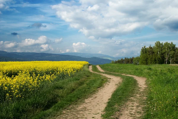 kolza tohumu alan gezisi