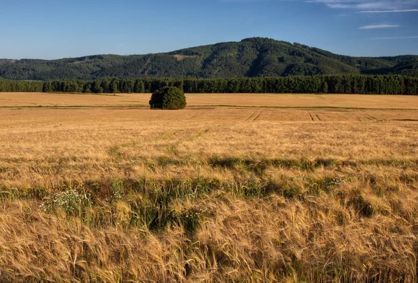 Cornfield con Montagna sullo sfondo — Foto Stock