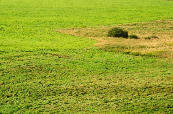Gedetailleerde weergave van groene weide — Stockfoto