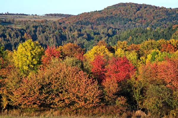 Levendige kleuren herfst bos — Stockfoto