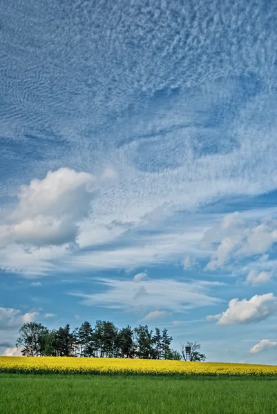 Nuages magiques sur le champ de colza en fleurs — Photo