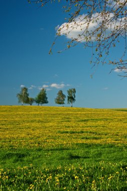 çayır çiçek açması dandelions ile
