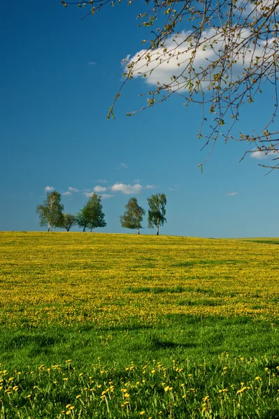 開花のタンポポと草原 — ストック写真