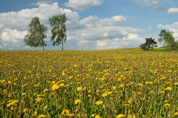 Paardebloemen bloeien in het weiland — Stockfoto