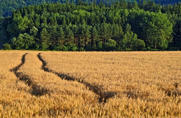 Sleur in het veld met rijpe graan — Stockfoto