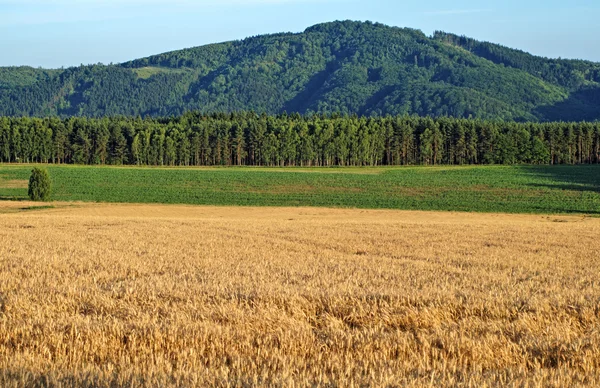 O campo é de grãos maduros — Fotografia de Stock