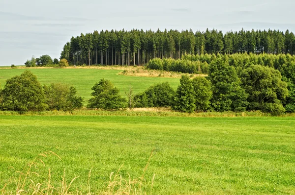 Деревья на зеленом поле — стоковое фото