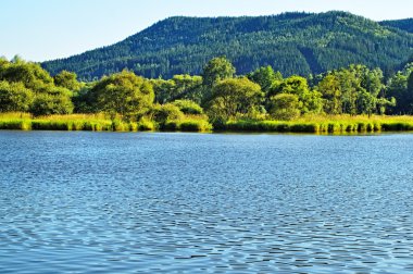 ağaçlar ve çalılar su üstünde