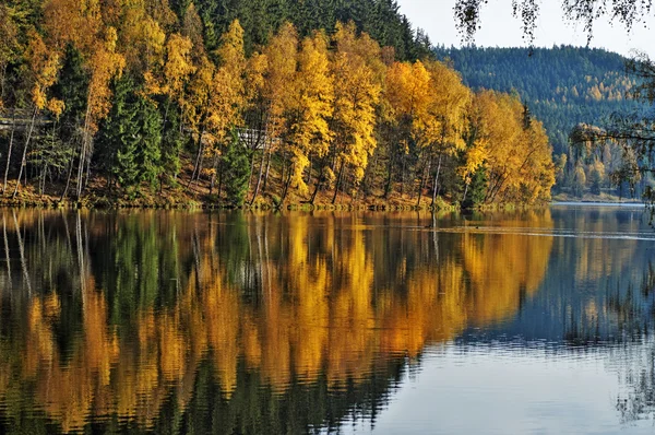 Trees with autumn leaves mirror above the surface of the pond — Stock Photo, Image