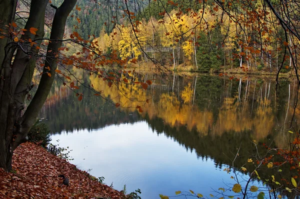 Drzewa z jesieni pozostawia lustro nad powierzchnią stawu — Zdjęcie stockowe
