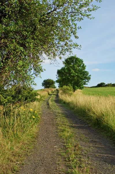 Rural road between meadows lined with trees — Stock Photo, Image