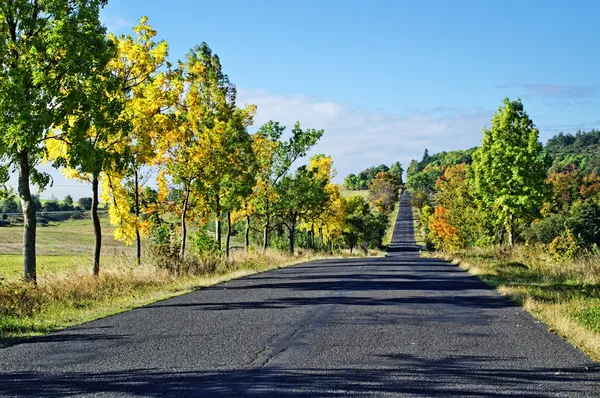 紅葉の葉を持つ木の中で道路をアスファルトします。 — ストック写真