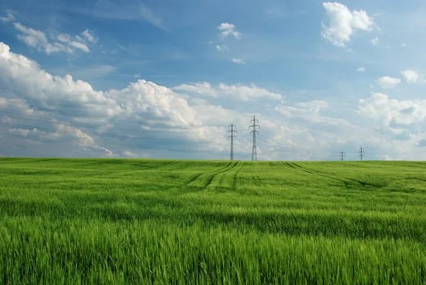 Feld mit grünem Mais, am Horizont Strommasten — Stockfoto