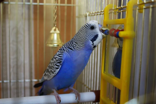 Young blue budgerigar is pecking beads in a cell — Stock Photo, Image