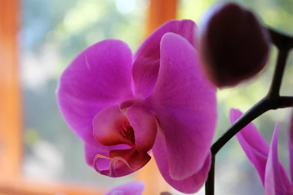 Lila orkidé (phalaenopsis) — Stockfoto