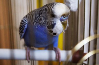 Genç mavi muhabbet kuşu