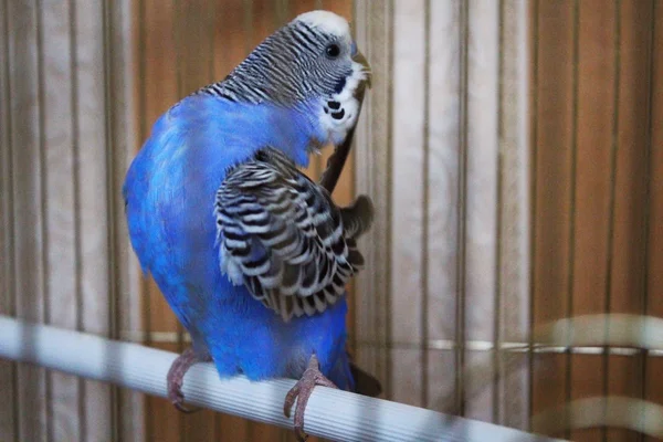 Giovane budgerigar blu sta pulendo piume — Foto Stock