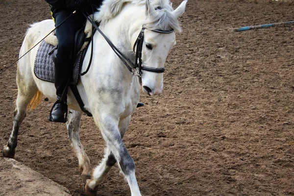 Cavallo bianco in movimento — Foto Stock