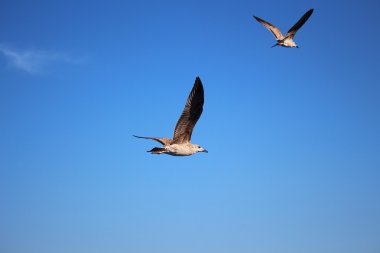 mavi gökyüzünde iki martı