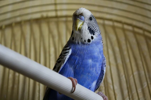 Blue budgerigar in a cell — Stock Photo, Image