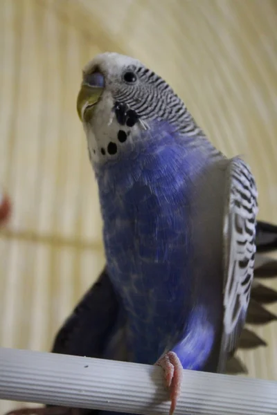 Budgerigar blu in una cella — Foto Stock