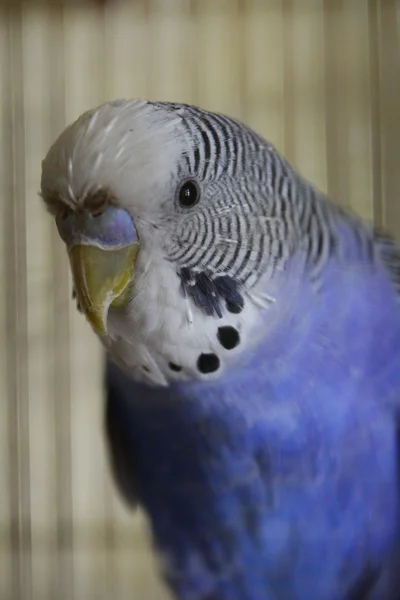 Budgerigar blu in una cella — Foto Stock