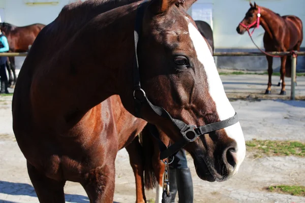 Testa di cavallo — Foto Stock