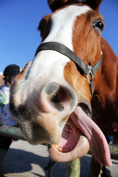 Cavallo divertente — Foto Stock