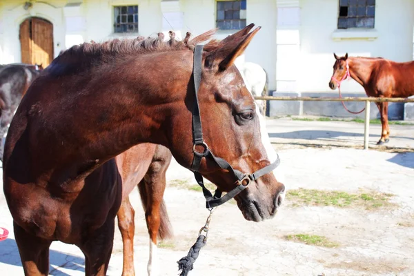 Testa di cavallo — Foto Stock