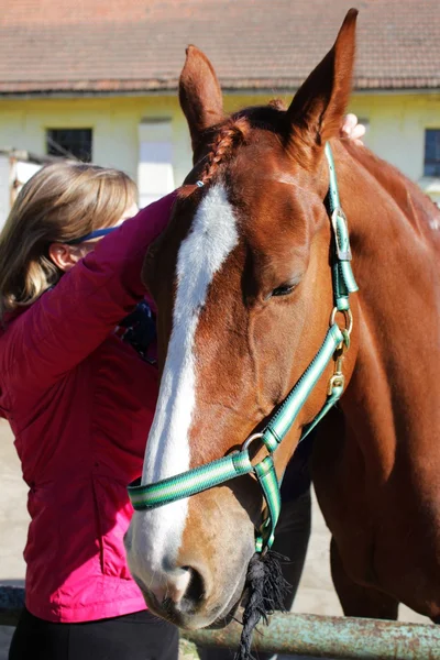 Saddling the chestnut horse — Stock Photo, Image