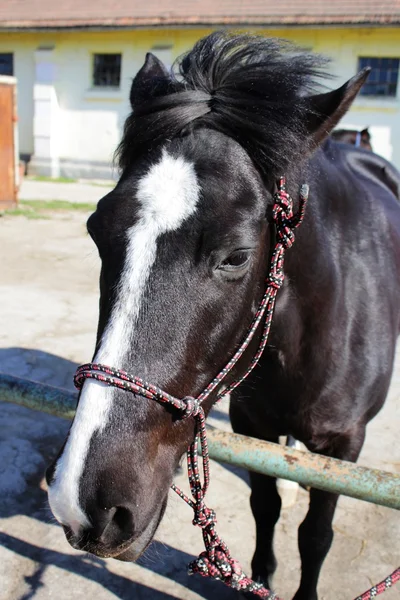 Cabeza de caballo —  Fotos de Stock