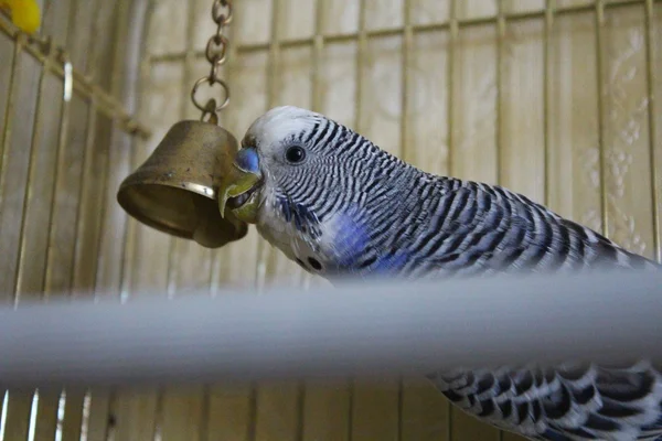 Giovane budgerigar blu in una cella con campana — Foto Stock