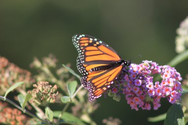 Beautiful Butterfly clipart