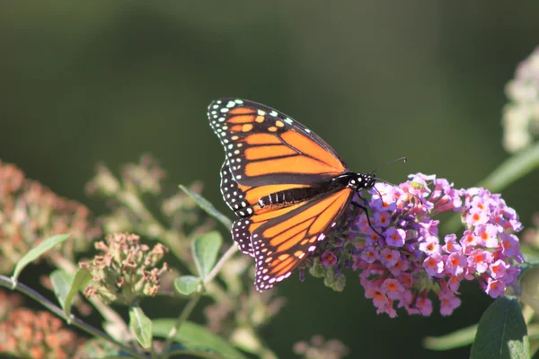 Beautiful Butterfly Stock Photo
