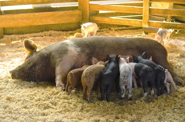 Nursing Piglets Stock Picture