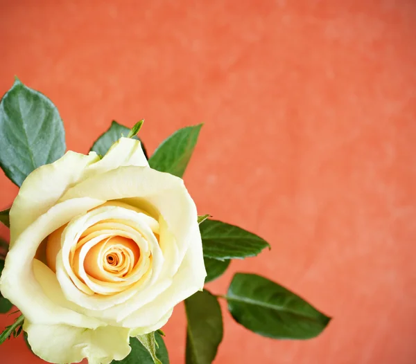 White rose — Stock Photo, Image