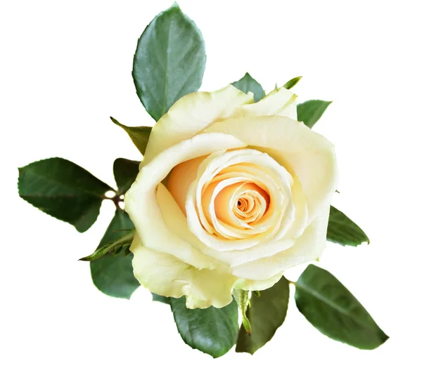 Witte roos op witte achtergrond — Stockfoto