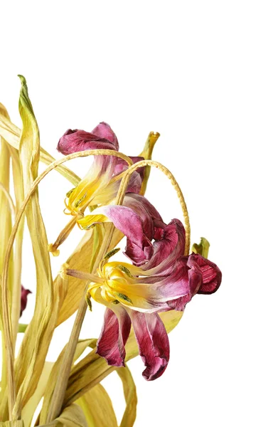 Zwiędłe tulipany — Zdjęcie stockowe