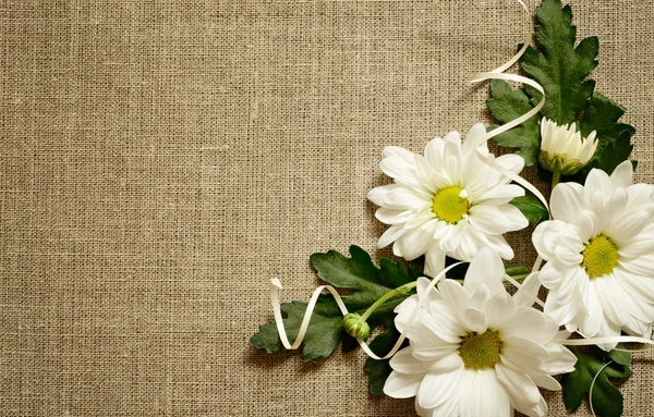 Chamomile composition on canvas — Stock Photo, Image