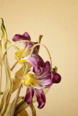Two wilted tulips clipart