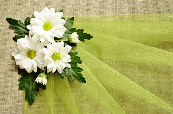 Daisies and organza — Stock Photo, Image