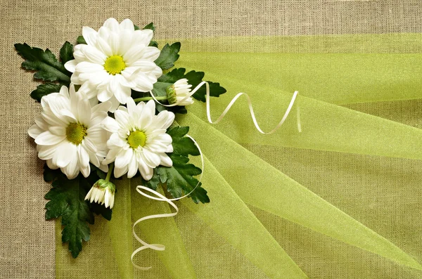 Gänseblümchen und grüne Organza — Stockfoto