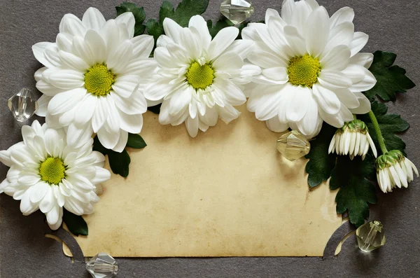 Backdrop of old photo with daisies — Stock Photo, Image