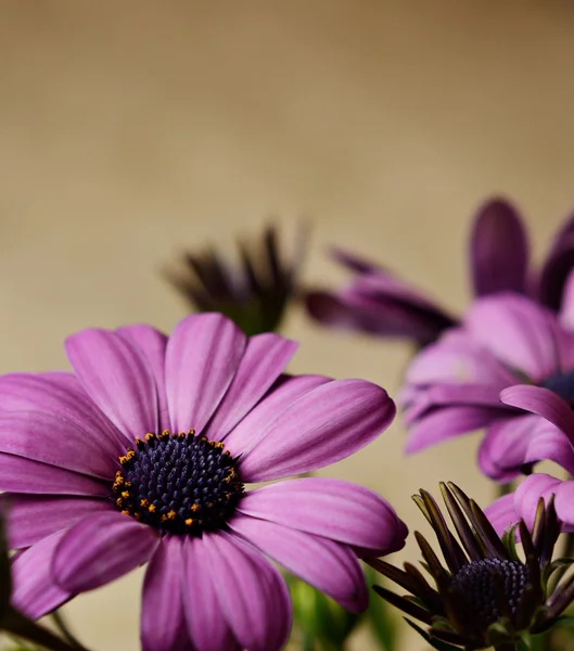 Purple flowers — Stock Photo, Image