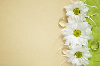 Chamomiles bej kağıt arka plan üzerinde
