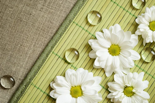 Daisies on a bamboo mat — Stock Photo, Image